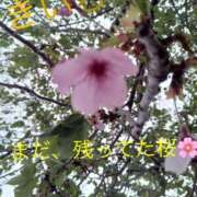 ヒメ日記 2026/04/22 13:27 投稿 きいろ 熟女家 堺東店