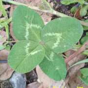 ヒメ日記 2026/04/26 12:58 投稿 きいろ 熟女家 堺東店