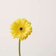 ヒメ日記 2025/12/18 02:33 投稿 白羽優衣 お姉さんCLUB