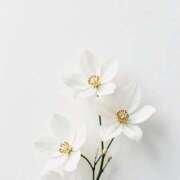 ヒメ日記 2025/12/31 03:48 投稿 白羽優衣 お姉さんCLUB