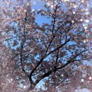 ヒメ日記 2026/03/10 11:43 投稿 白川 ちい La elf（ラ・エルフ）