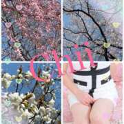 ヒメ日記 2026/03/21 15:43 投稿 白川 ちい La elf（ラ・エルフ）