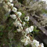 藤代まひろ お礼 五十路マダム 沼津店(カサブランカグループ)