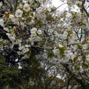 藤代まひろ お礼 五十路マダム 沼津店(カサブランカグループ)