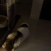 さら にゃんこに会ってきました❤︎ SPIN(スピン)