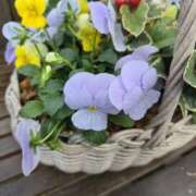 ひかり おはようございます⚘️ 美妻川越～熟女との時間～