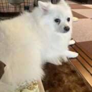 ヒメ日記 2026/01/04 21:18 投稿 彩奈(あやな) 相模原人妻城