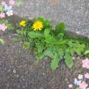 ヒメ日記 2026/03/31 14:33 投稿 彩奈(あやな) 相模原人妻城