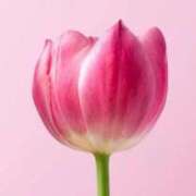 あき 11/28 出久くん似の仲良しさん♡ ごほうびSPA名古屋店