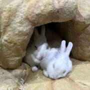 ヒメ日記 2026/01/22 07:19 投稿 なみ 吉原ファーストレディ