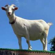 ヒメ日記 2026/02/20 12:26 投稿 なみ 吉原ファーストレディ