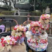 ヒメ日記 2026/01/07 16:06 投稿 まほ Applepie（アップルパイ）