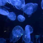 ヒメ日記 2026/01/10 08:55 投稿 いちか サティアンまーと