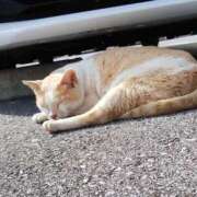 ヒメ日記 2025/12/11 16:09 投稿 はる 香川高松ちゃんこ