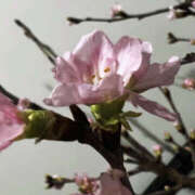 ヒメ日記 2026/02/22 18:53 投稿 かびごん 上野ハンドメイド