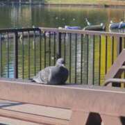 ヒメ日記 2025/11/28 10:13 投稿 ののか 出会い系人妻ネットワーク 上野〜大塚編