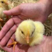 このは やっとお休み！ ダイスキ