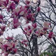 ヒメ日記 2026/04/05 18:12 投稿 星川 鶯谷人妻城