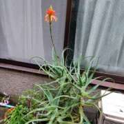 ヒメ日記 2026/01/14 12:13 投稿 桜井 なお La elf（ラ・エルフ）