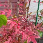 ヒメ日記 2026/01/18 13:33 投稿 桜井 なお La elf（ラ・エルフ）