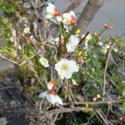 ヒメ日記 2026/01/20 07:43 投稿 桜井 なお La elf（ラ・エルフ）