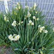 ヒメ日記 2026/02/01 07:33 投稿 桜井 なお La elf（ラ・エルフ）