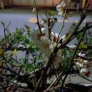 ヒメ日記 2026/02/23 07:43 投稿 桜井 なお La elf（ラ・エルフ）