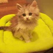 ヒメ日記 2025/12/13 09:13 投稿 とみこ 大高・大府市・東海市ちゃんこ