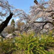 みき お花見🌸 ニューヨークニューヨーク