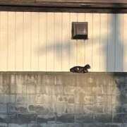 ゆず ねこ ドリーム水戸