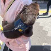 ヒメ日記 2026/04/10 21:30 投稿 ゆず ドリーム水戸