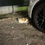 ヒメ日記 2026/05/04 08:20 投稿 ゆず ドリーム水戸