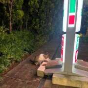ヒメ日記 2026/05/30 13:00 投稿 ゆず ドリーム水戸
