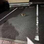 ヒメ日記 2026/09/06 21:46 投稿 ゆず ドリーム水戸