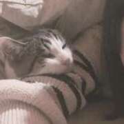 こはく 犬派？猫派？ デザインプリズム新宿