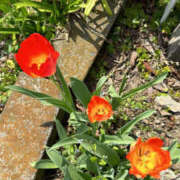 ふうか 向かってるよん❣️ 春日部人妻花壇
