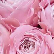 ヒメ日記 2025/12/14 19:20 投稿 よしみ 木更津人妻花壇