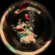 ヒメ日記 2026/01/23 00:38 投稿 つかさ LOVE横浜店(Iグループ)