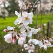 ヒメ日記 2026/04/19 08:33 投稿 愛原　真緒 タッチVIP