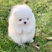 ヒメ日記 2025/12/20 17:37 投稿 まい 川崎・東横人妻城