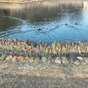 ヒメ日記 2026/01/16 21:42 投稿 みらい 出会い系人妻ネットワーク さいたま～大宮編