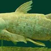 ヒメ日記 2025/12/20 17:02 投稿 のえる ヴェルファーレーVELFARREー鹿児島