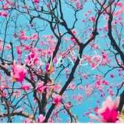 ヒメ日記 2026/04/15 00:51 投稿 三嶋(みしま) 熟女出逢い会 『百合の園』 五反田店