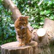 みやこ 写メ日記 熟女家 十三店