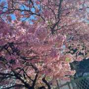 ヒメ日記 2026/03/24 17:13 投稿 ゆい 福盛