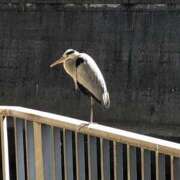 ヒメ日記 2026/01/10 09:54 投稿 美樹 出会い系人妻ネットワーク錦糸町～小岩編