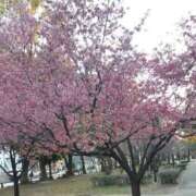 ヒメ日記 2026/03/11 09:16 投稿 糸井厚子 五十路マダム 浜松店(カサブランカグループ)