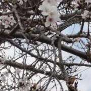 ヒメ日記 2026/03/24 11:04 投稿 糸井厚子 五十路マダム 浜松店(カサブランカグループ)