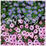 ヒメ日記 2026/01/05 21:37 投稿 なみ 完熟ばなな 横浜