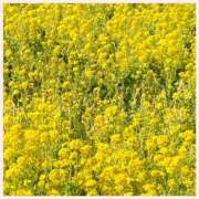 なみ 出勤致しました 完熟ばなな川崎